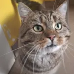 Kot do adopcji, Olsztyn, 13 stycznia 2026