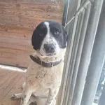 Pies do adopcji, Orzechowce, 3 lutego 2026