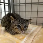 Znaleziono kota, Chojnice, 11 lutego 2026