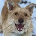 Pies do adopcji, Bydgoszcz, 13 lutego 2026