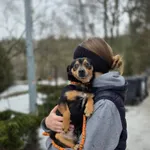 Pies do adopcji, Radom, 13 lutego 2026