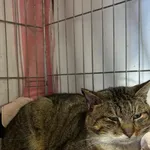 Znaleziono kota, Choszczno, 2 lutego 2026