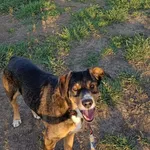 Zaginął pies, Leśna, 13 lutego 2026