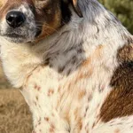 Pies do adopcji, Pieczyska, 13 lutego 2026