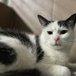 Kot do adopcji, Bydgoszcz, 13 lutego 2026