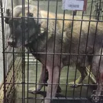 Znaleziono psa, Radom, 13 lutego 2026