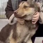 Pies do adopcji, Głowno, 13 lutego 2026