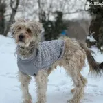 Pies do adopcji, Bydgoszcz, 13 lutego 2026