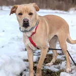 Pies do adopcji, Korabiewice, 12 lutego 2026