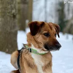 Pies do adopcji, Bydgoszcz, 13 lutego 2026