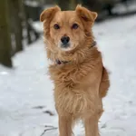 Pies do adopcji, Bydgoszcz, 13 lutego 2026