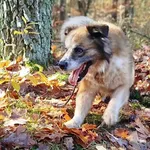 Pies do adopcji, Przyborówko, 13 lutego 2026