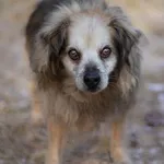 Pies do adopcji, Kraków, 29 stycznia 2026