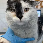 Znaleziono kota, Lublin, 12 lutego 2026