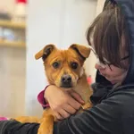 Pies do adopcji, Radom, 13 lutego 2026