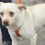 Pies do adopcji, Głowno, 12 lutego 2026