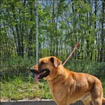 Znaleziono psa, Grudziądz, 12 lutego 2026