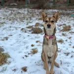 Pies do adopcji, Bydgoszcz, 13 lutego 2026