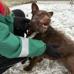 Pies do adopcji, Henrykowo, 6 stycznia 2026