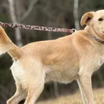 Pies do adopcji, Pieczyska, 13 lutego 2026