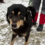 Joszko
