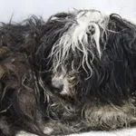 Znaleziono psa, Dębniak, 13 lutego 2026