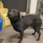 Znaleziono psa, Bydgoszcz, 12 lutego 2026