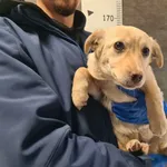 Znaleziono psa, Chełmek, 12 lutego 2026