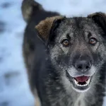 Pies do adopcji, Bydgoszcz, 14 lutego 2026