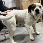 Znaleziono psa, Toruń, 14 lutego 2026