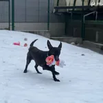 Pies do adopcji, Bydgoszcz, 14 lutego 2026