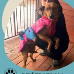 Znaleziono psa, Dąbrówka, 11 lutego 2026