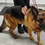 Znaleziono psa, Toruń, 13 lutego 2026