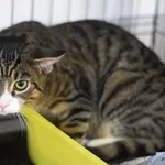 Kocurek poz. 25/403/K