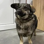 Znaleziono psa, Toruń, 13 lutego 2026