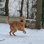 Pies do adopcji, Bydgoszcz, 14 lutego 2026