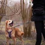Pies do adopcji, Kraków, 31 stycznia 2026