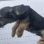 Pies do adopcji, Racławice, 12 lutego 2026