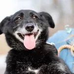 Oddam psa, województwo mazowieckie, 15 lutego 2026