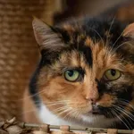 Znaleziono kota, Toruń, 24 maja 2025