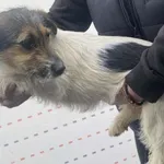 Pies do adopcji, Racławice, 12 lutego 2026