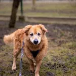 Pies do adopcji, Kraków, 31 stycznia 2026