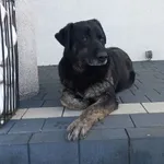 Zaginął pies, Sławsk, 15 lutego 2026