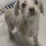 Znaleziono psa, Lublin, 14 lutego 2026