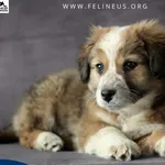 Pies do adopcji, Rzeszów, 15 lutego 2026