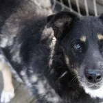 Oddam psa, Kazimierzowo, 16 lutego 2026