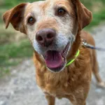 Oddam psa, Olsztyn, 16 lutego 2026