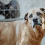 Oddam psa, Elbląg, 16 lutego 2026