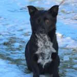 Pies do adopcji, Grudziądz, 3 lutego 2026