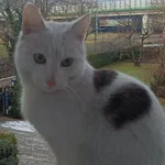 Zaginął kot, Bielsko-Biała, 16 lutego 2026